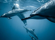 IM电竞网站：一站式开启你的专属电竞体验